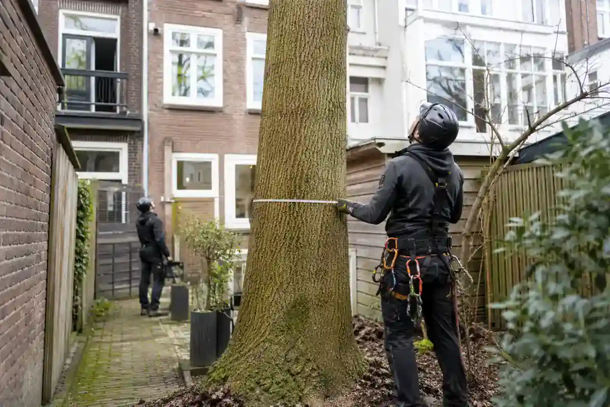 Boomverzorgers meten een boom en beoordelen obstakels in een binnentuin