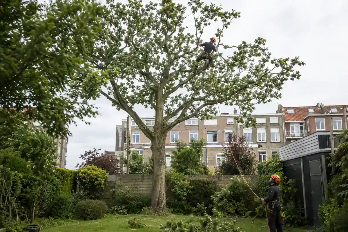 Boomverzorger voert gerichte kroonsnoei uit in een Haagse stadstuin