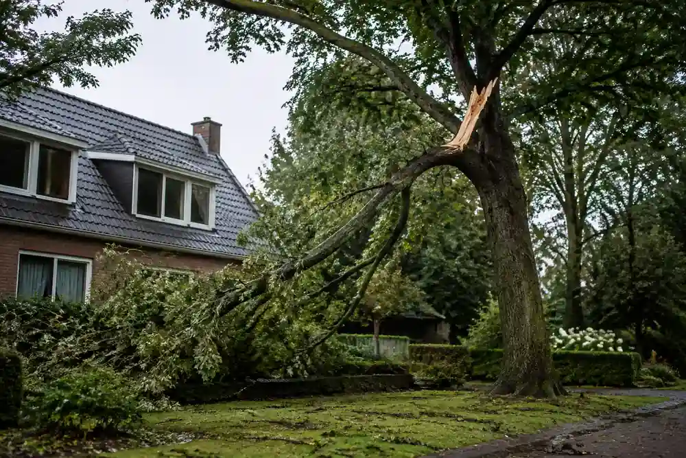 Afgebroken tak hangt na stormschade in een boom