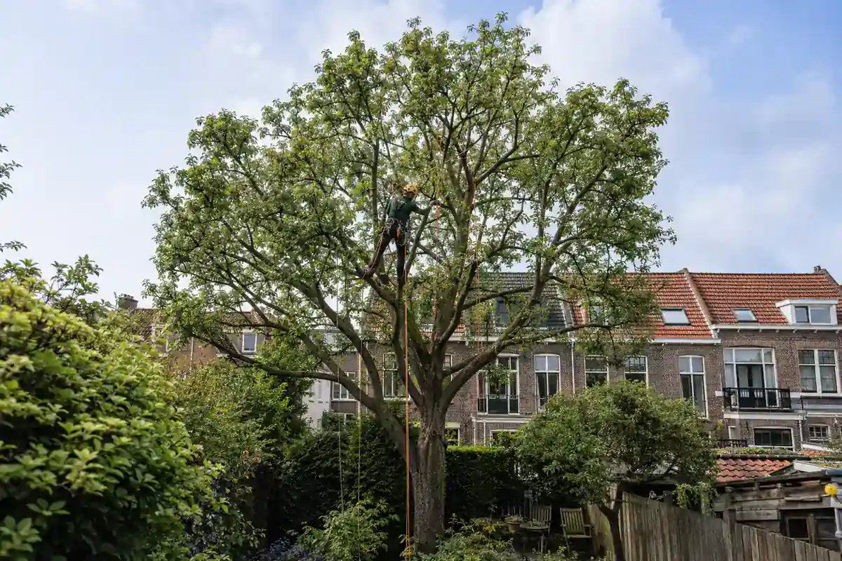 Boomverzorger verzorgt een volwassen boomkroon met klimuitrusting