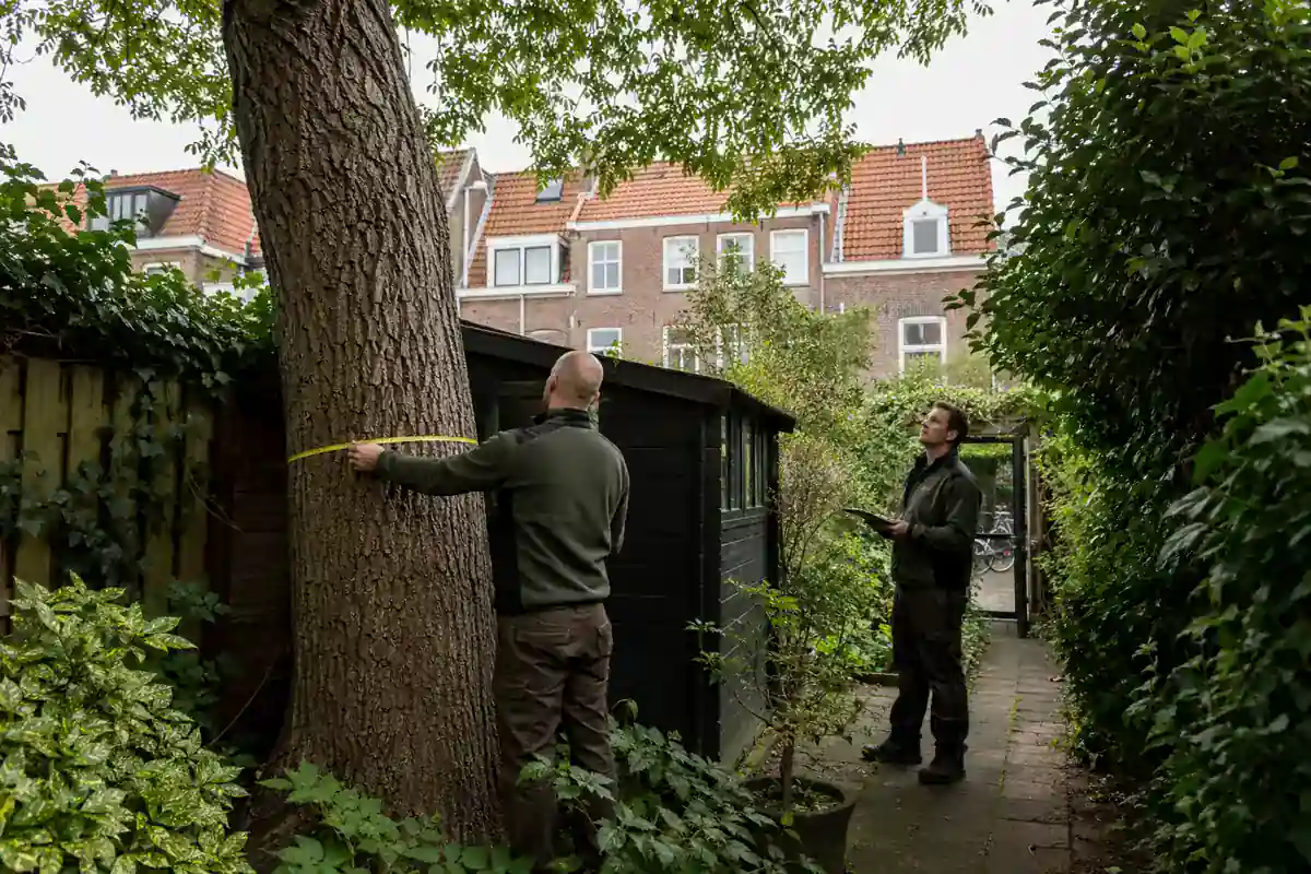 Uitvoeringsfactoren worden opgemeten bij een Utrechtse boom en achterom